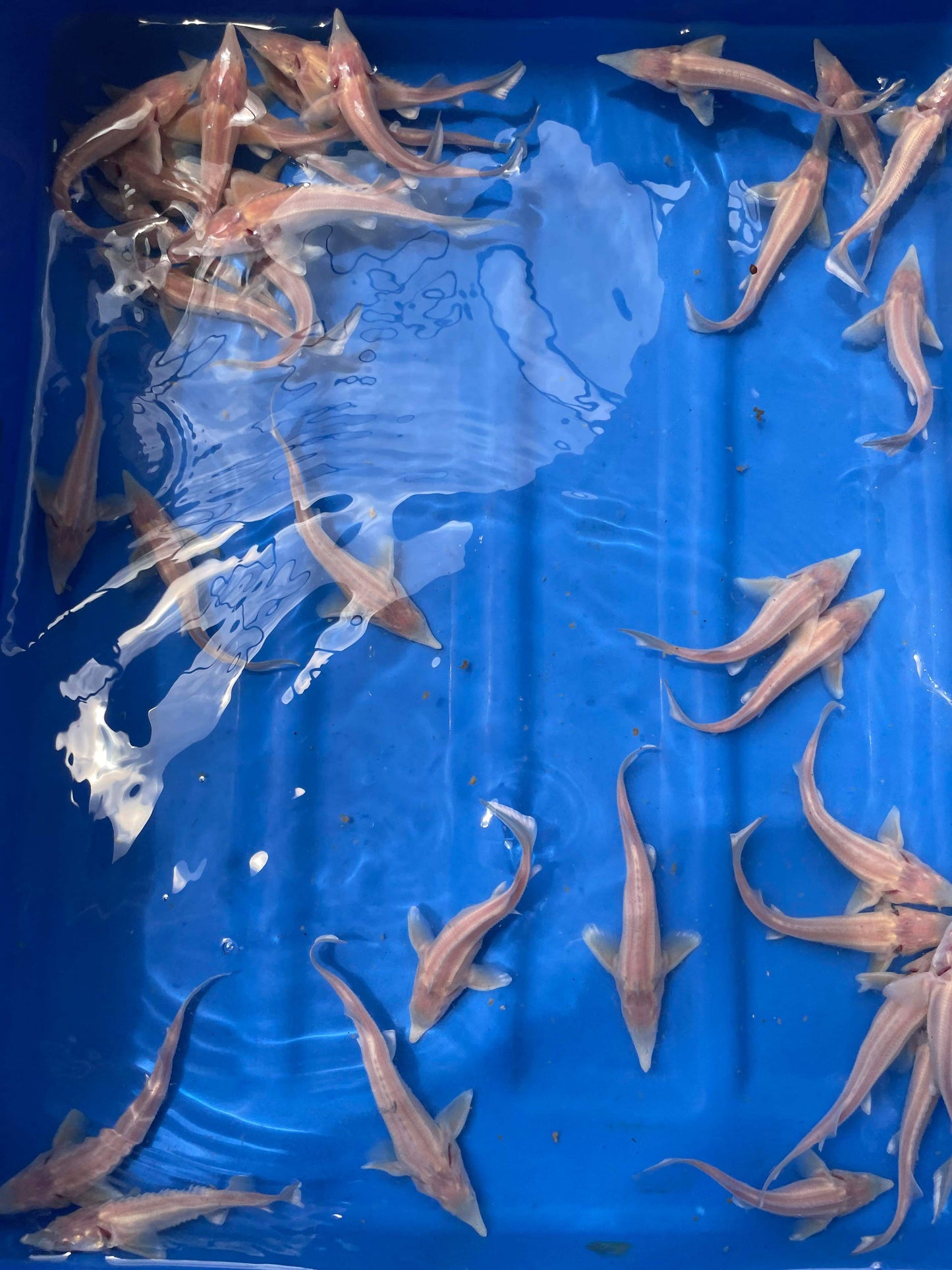 Albino Sterlet Sturgeons 6"