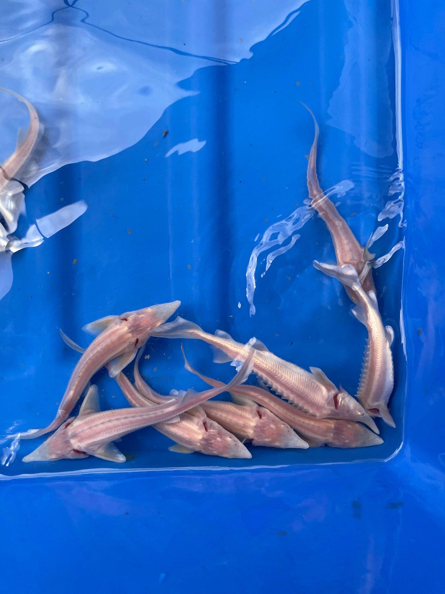 Albino Sterlet Sturgeons 6"