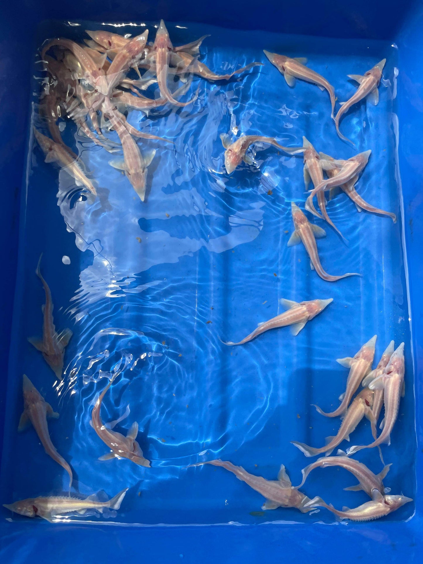 Albino Sterlet Sturgeons 6"
