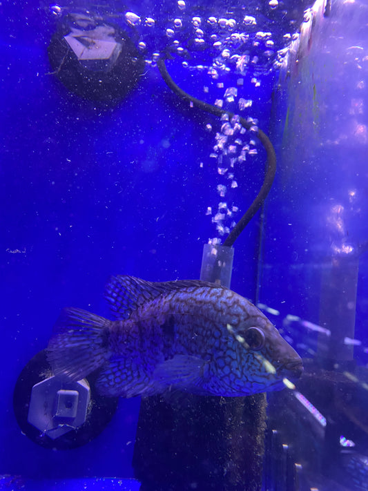 Electric Blue Carpentis 5"