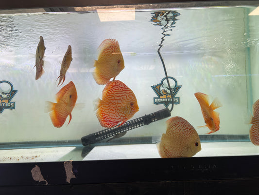 Pigeon Discus 2.5-3" ( body )