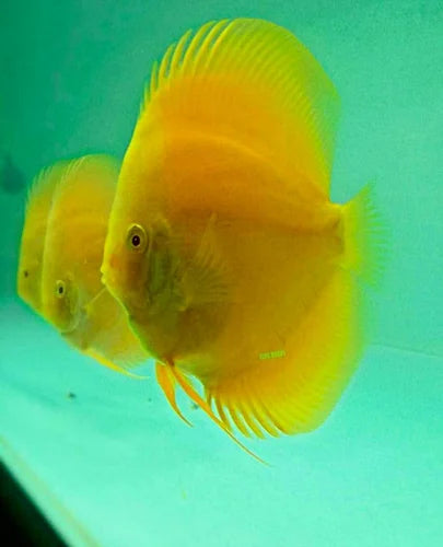 Yellow Melon Discus 2.5-3" (body)