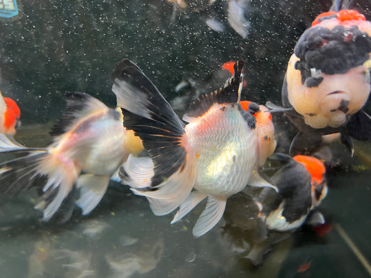 Tricolor Oranda Goldfish AAA  4" ( body )
