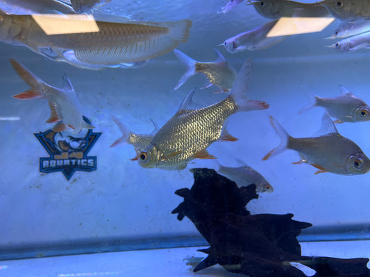 Tinfoil Barbs 4-5"