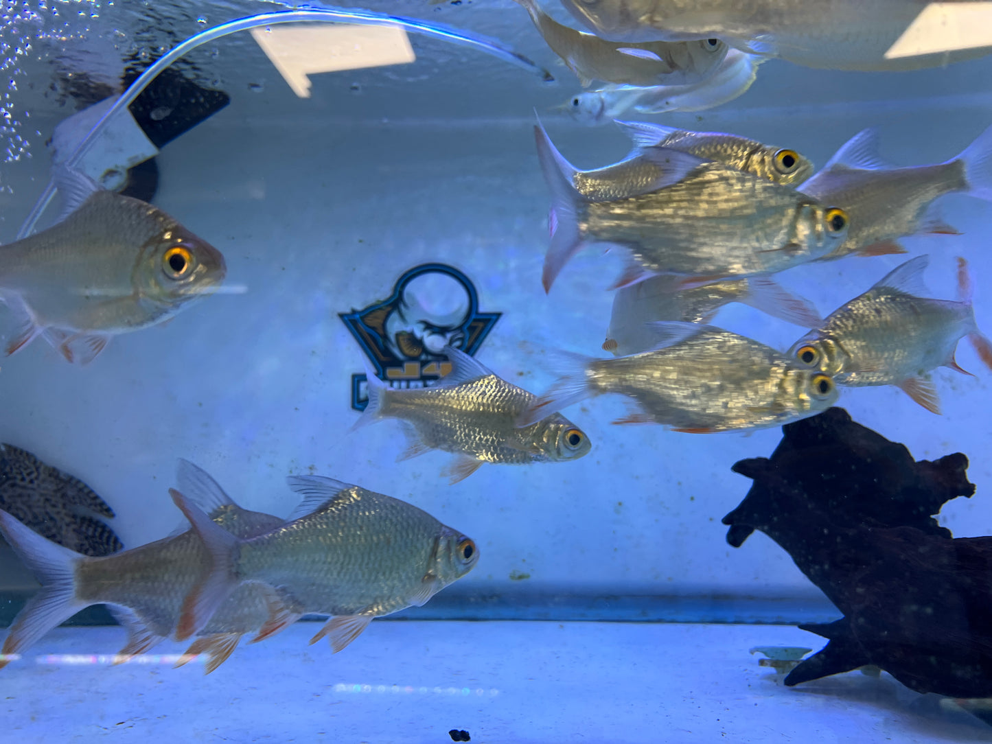 Tinfoil Barbs 4-5"