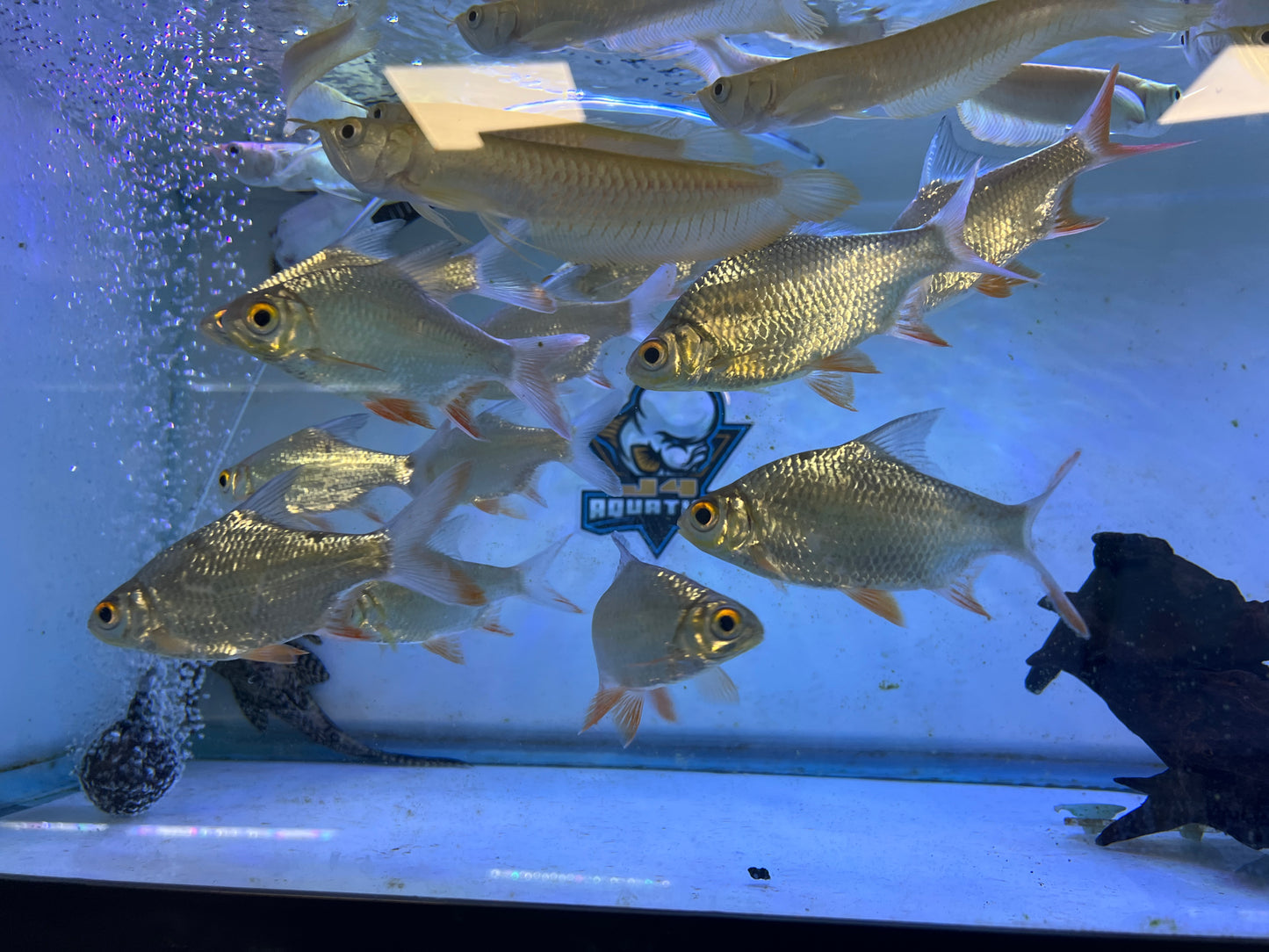 Tinfoil Barbs 4-5"