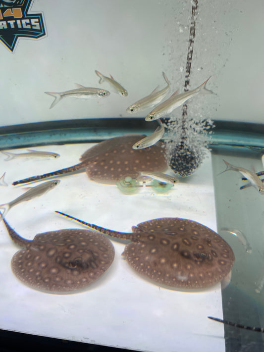 Motoro Stingrays 4-5"