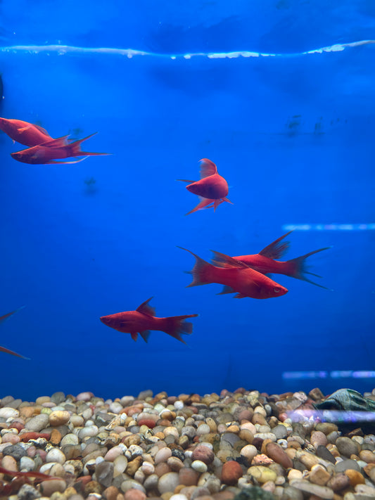 Blood Red Lyretail 2"