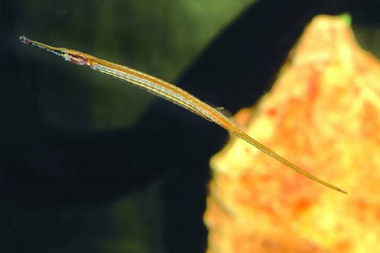 Short Tail Pipefish 5-6"