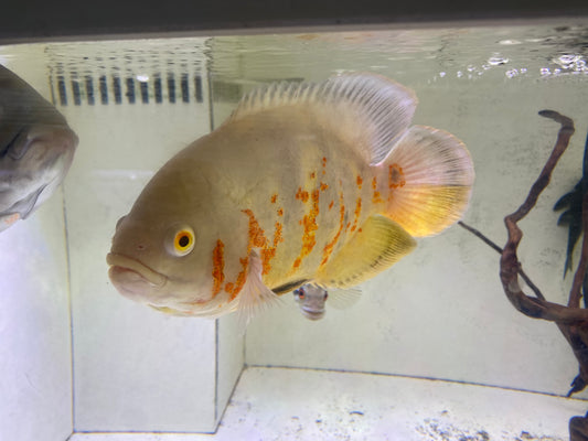 Albino Oscar 7"