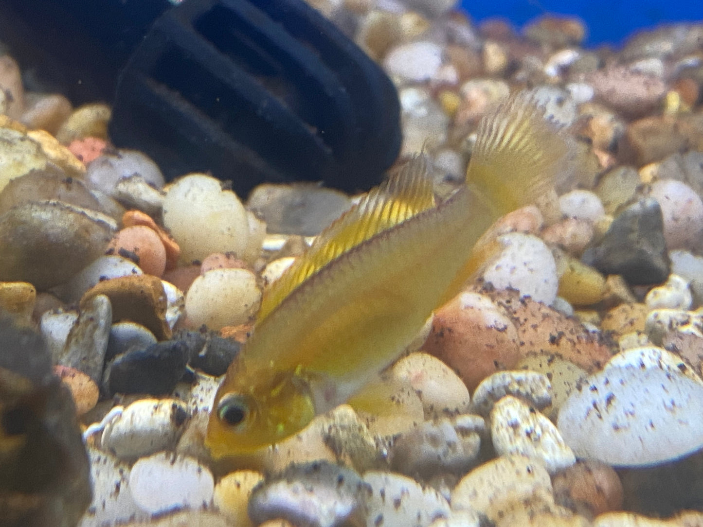 Apistogramma Agassizi 1"