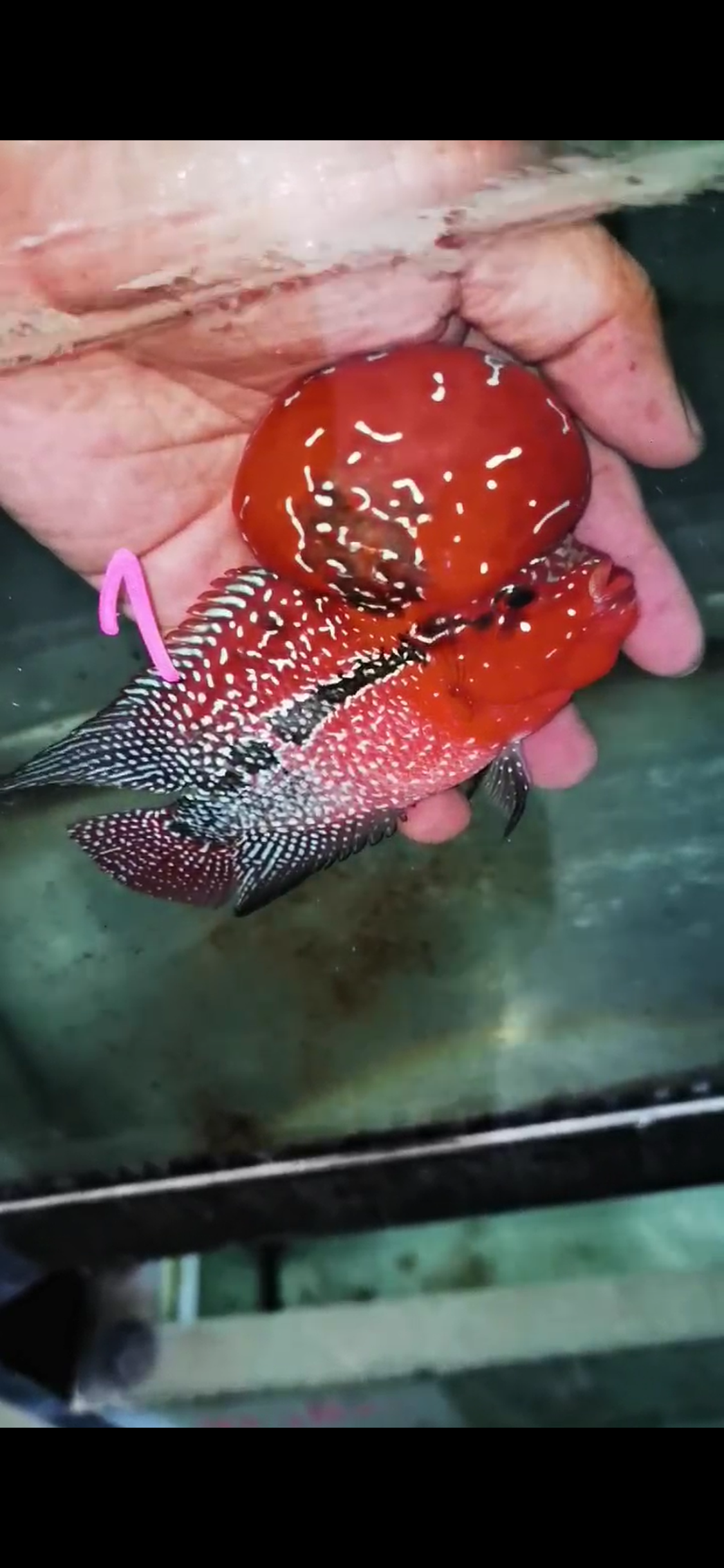 Super Red Dragon Flowerhorn Comp Grade ( Male ) - #01