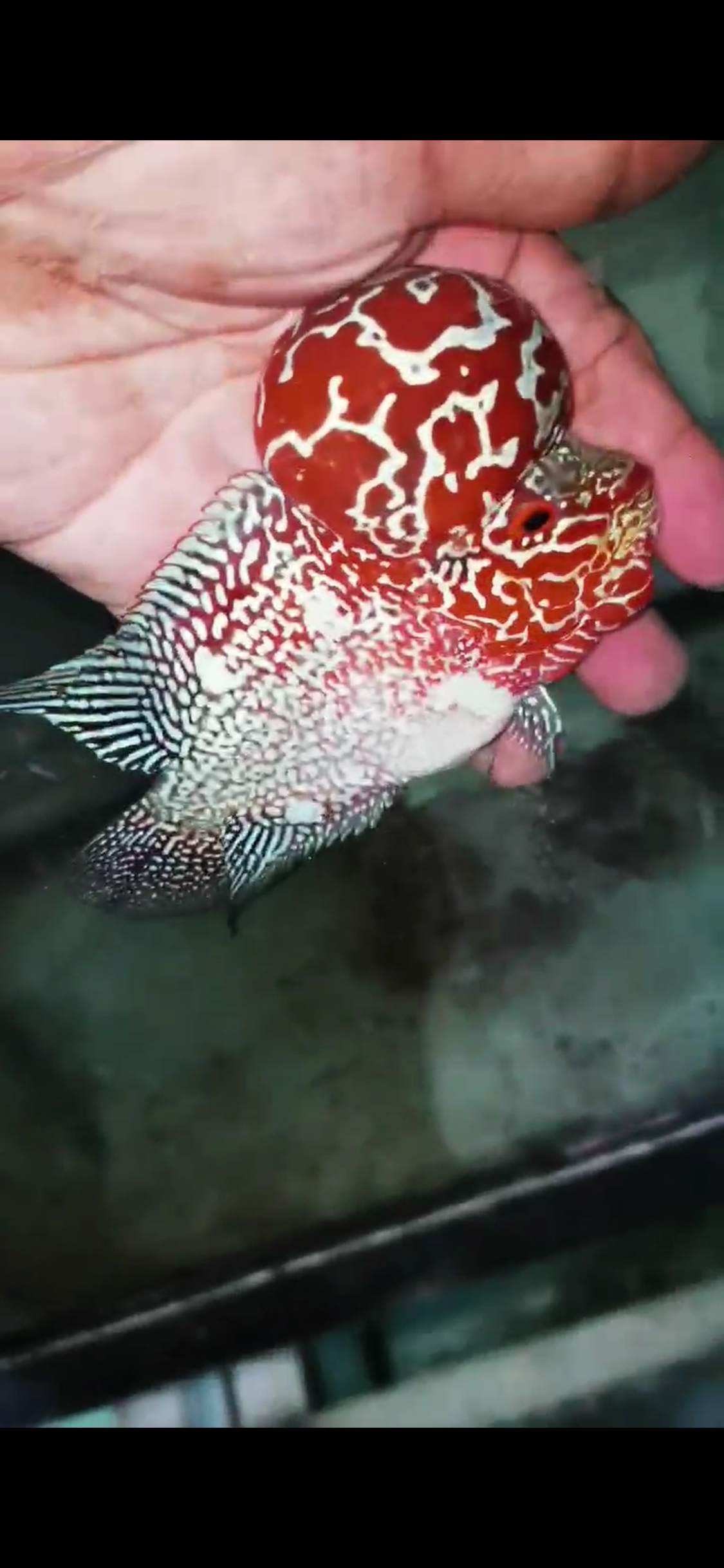 Super Red Dragon Flowerhorn Comp Grade ( Male ) - #02
