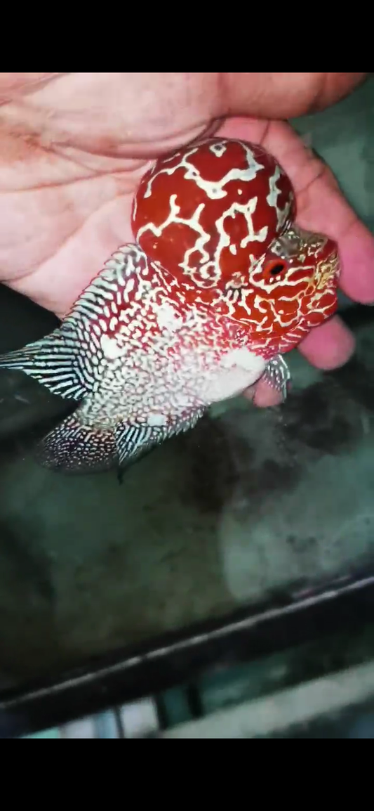 Super Red Dragon Flowerhorn Comp Grade ( Male ) - #02