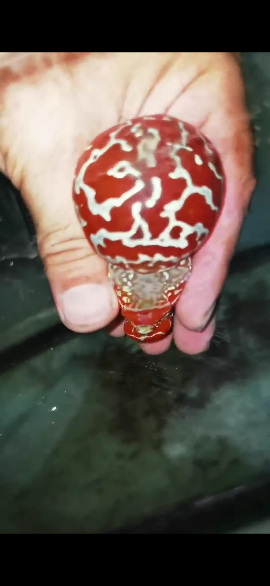Super Red Dragon Flowerhorn Comp Grade ( Male ) - #02