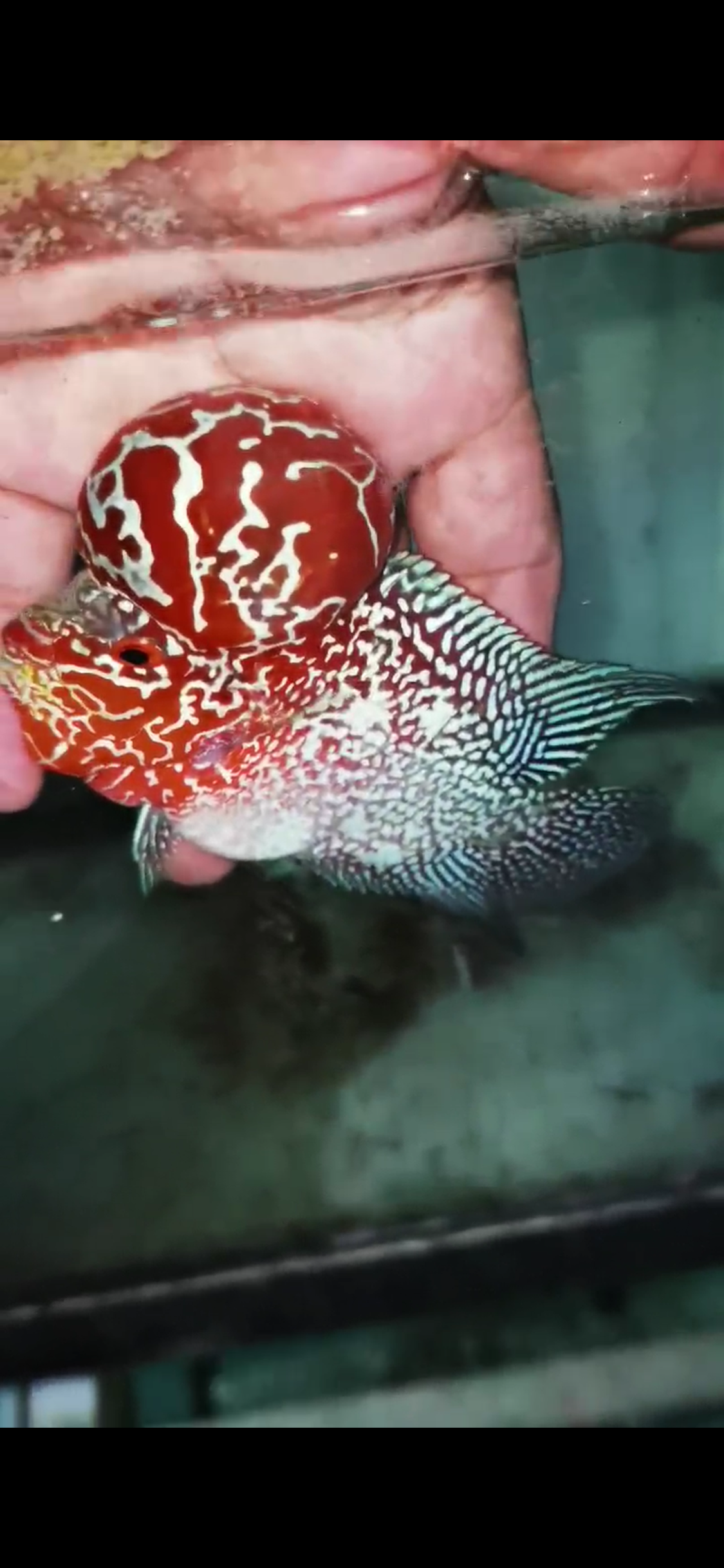 Super Red Dragon Flowerhorn Comp Grade ( Male ) - #02