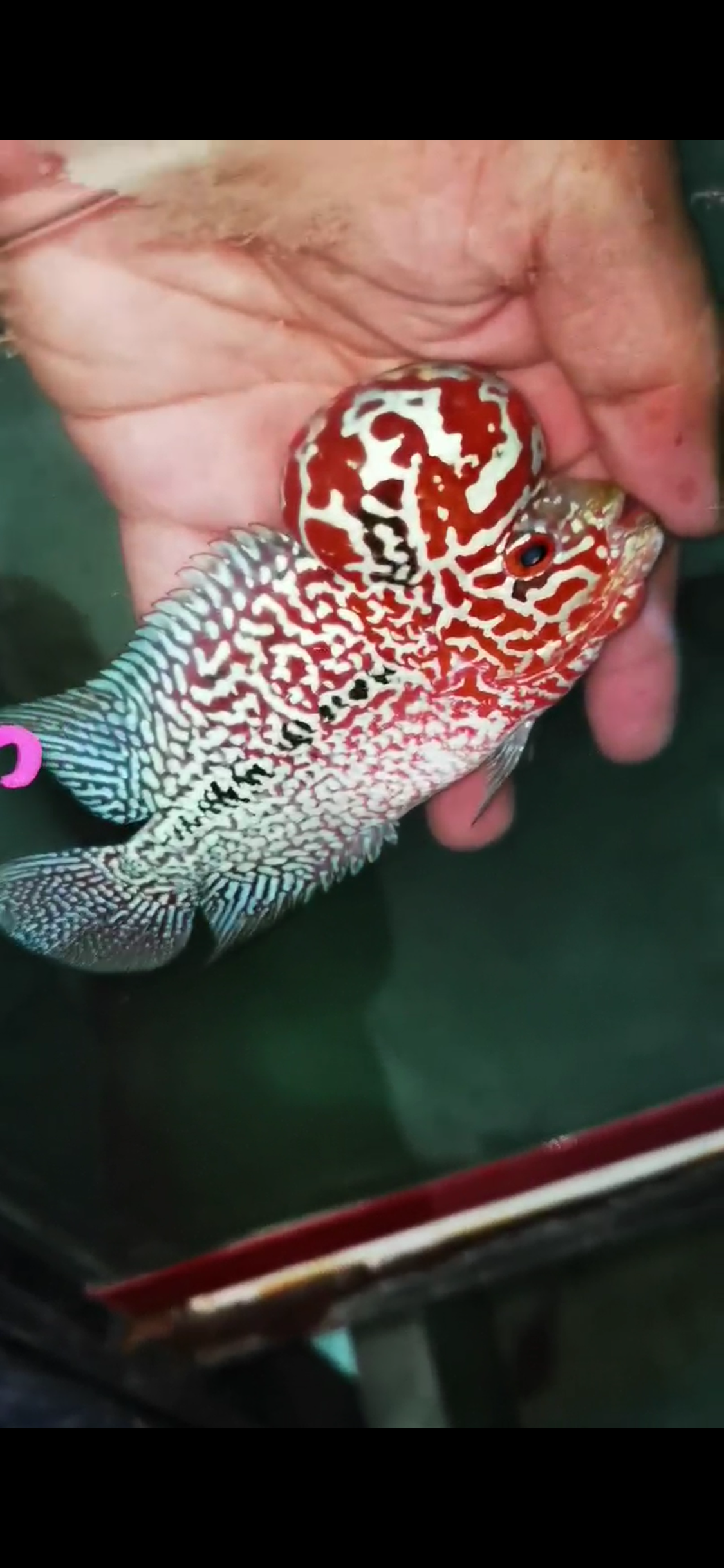 Super Red Dragon Flowerhorn Comp Grade ( Male ) - #03