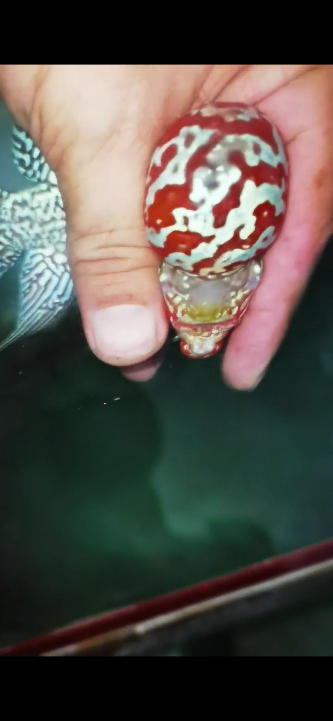 Super Red Dragon Flowerhorn Comp Grade ( Male ) - #03