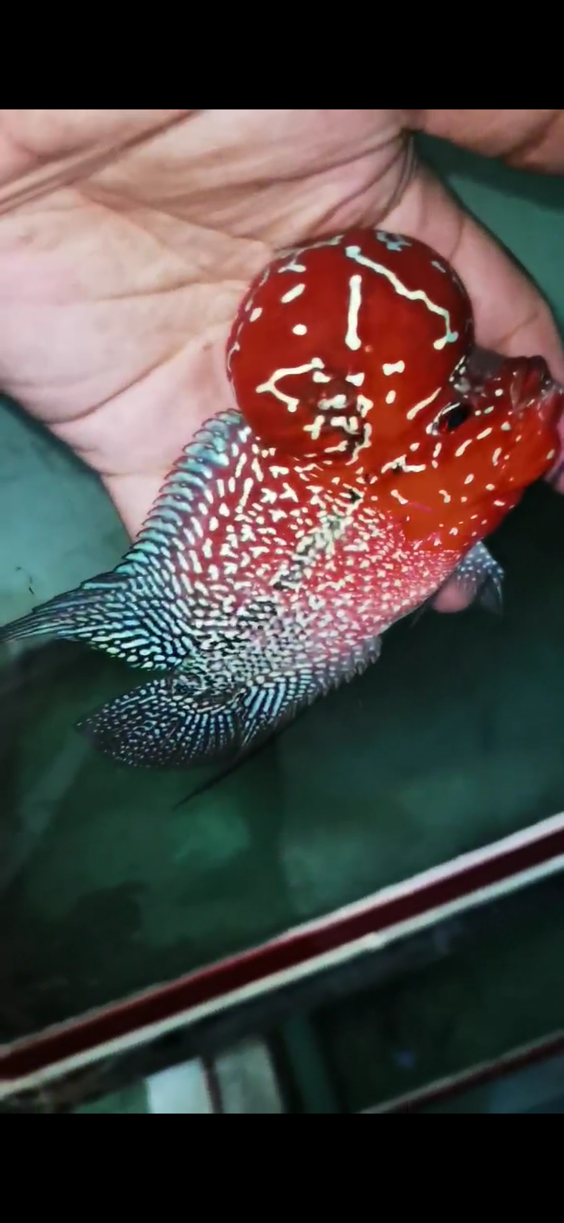 Super Red Dragon Flowerhorn Comp Grade ( Male ) - #04