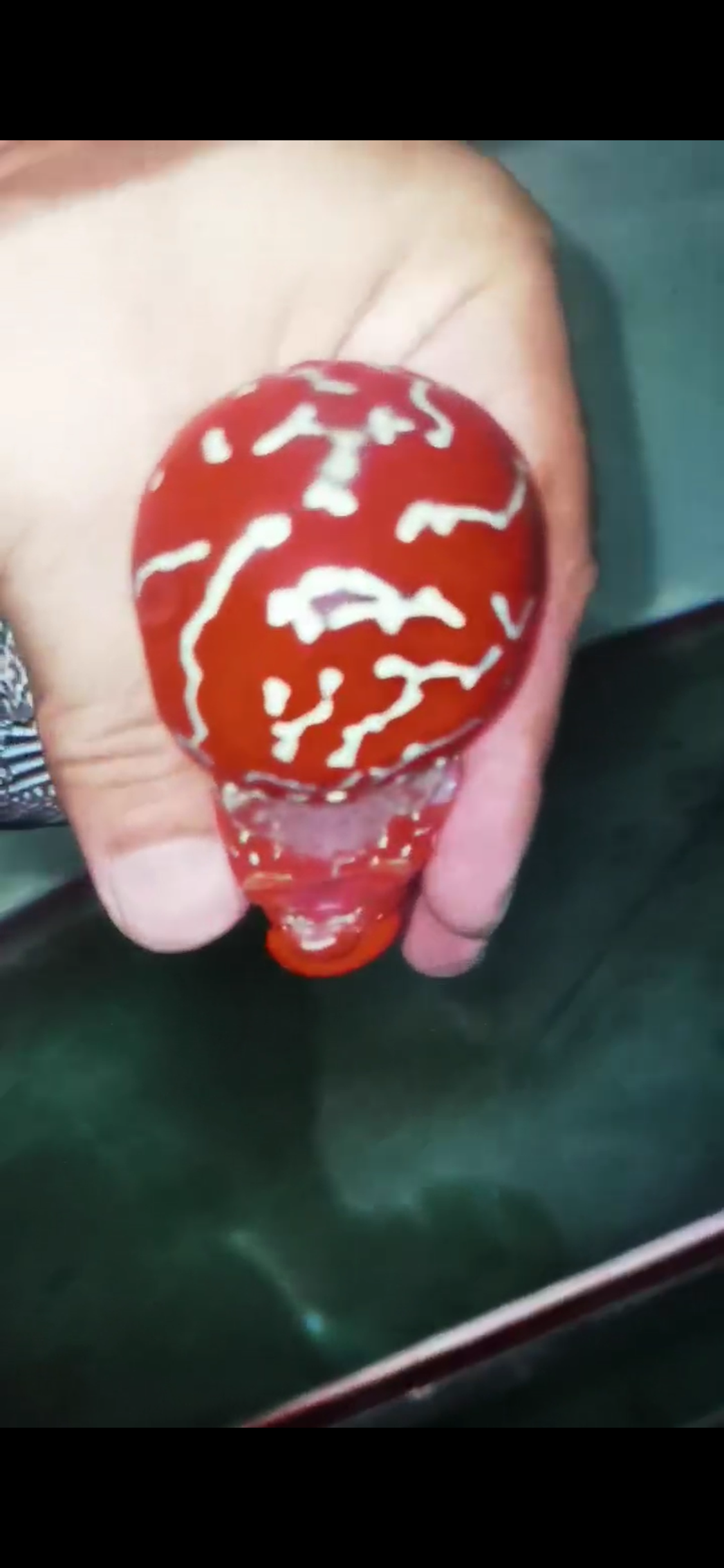 Super Red Dragon Flowerhorn Comp Grade ( Male ) - #04