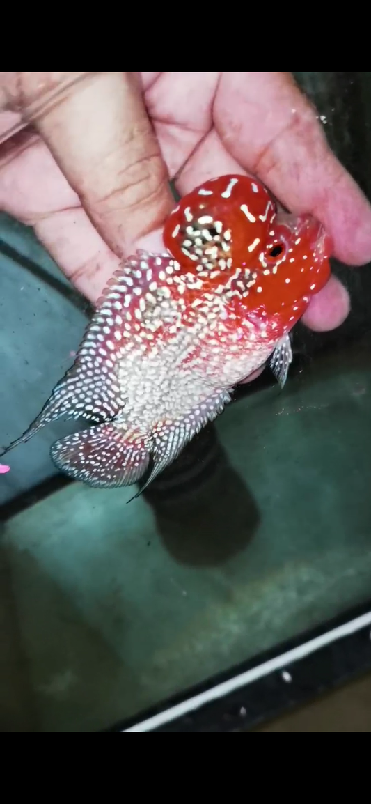 Super Red Dragon Flowerhorn  Grade A ( Male ) - #11