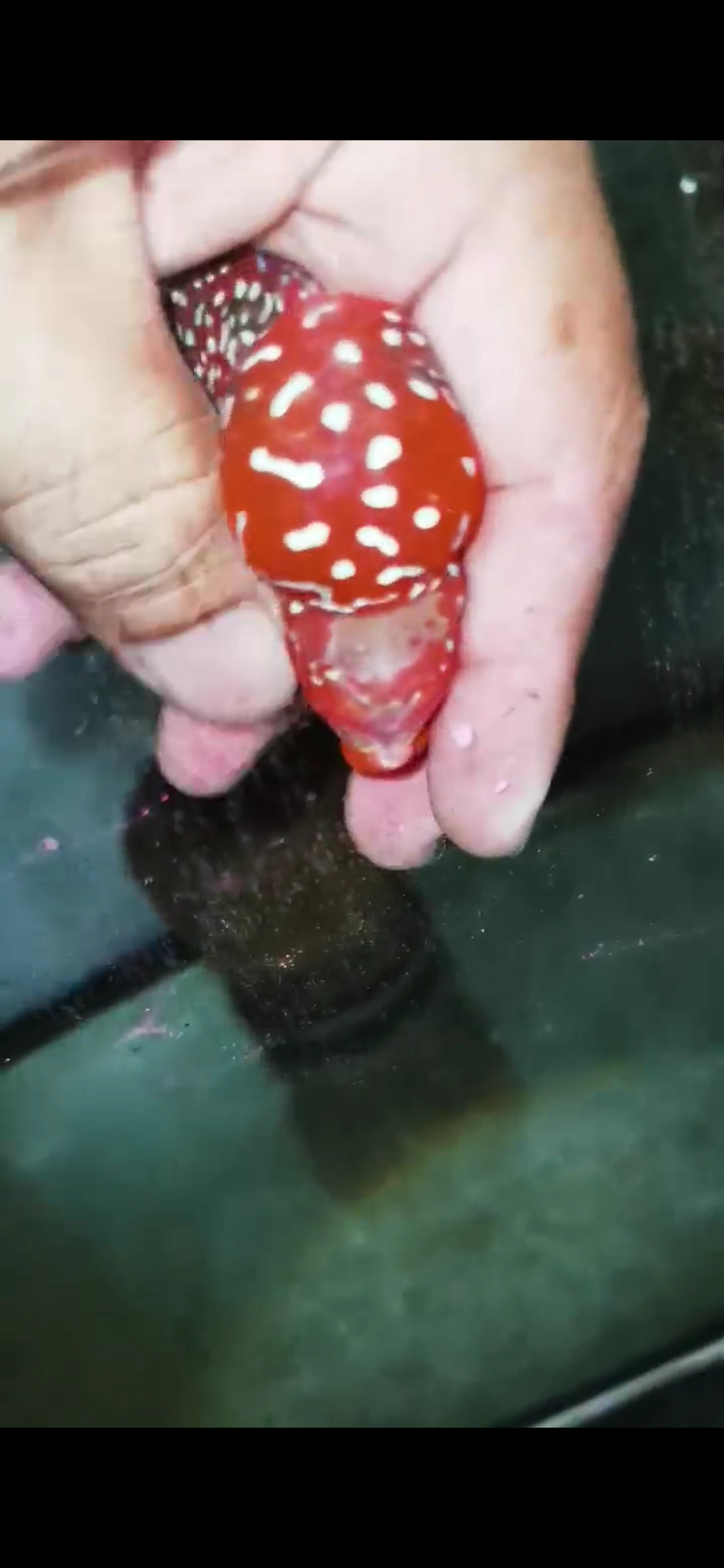 Super Red Dragon Flowerhorn  Grade A ( Male ) - #11
