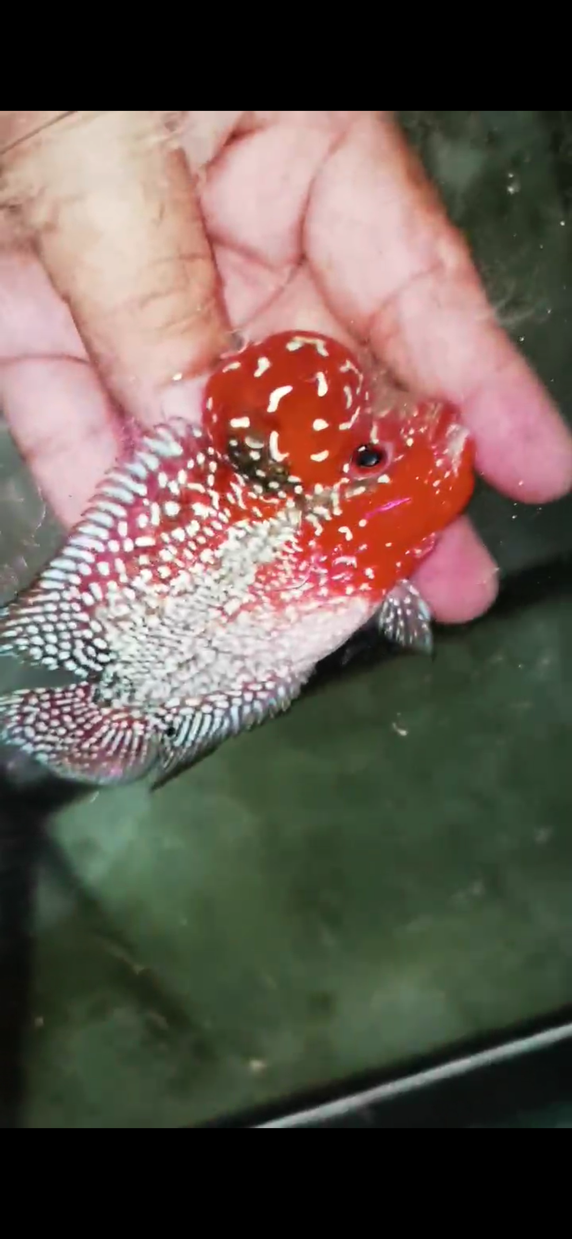 Super Red Dragon Flowerhorn  Grade A ( Male ) - #08