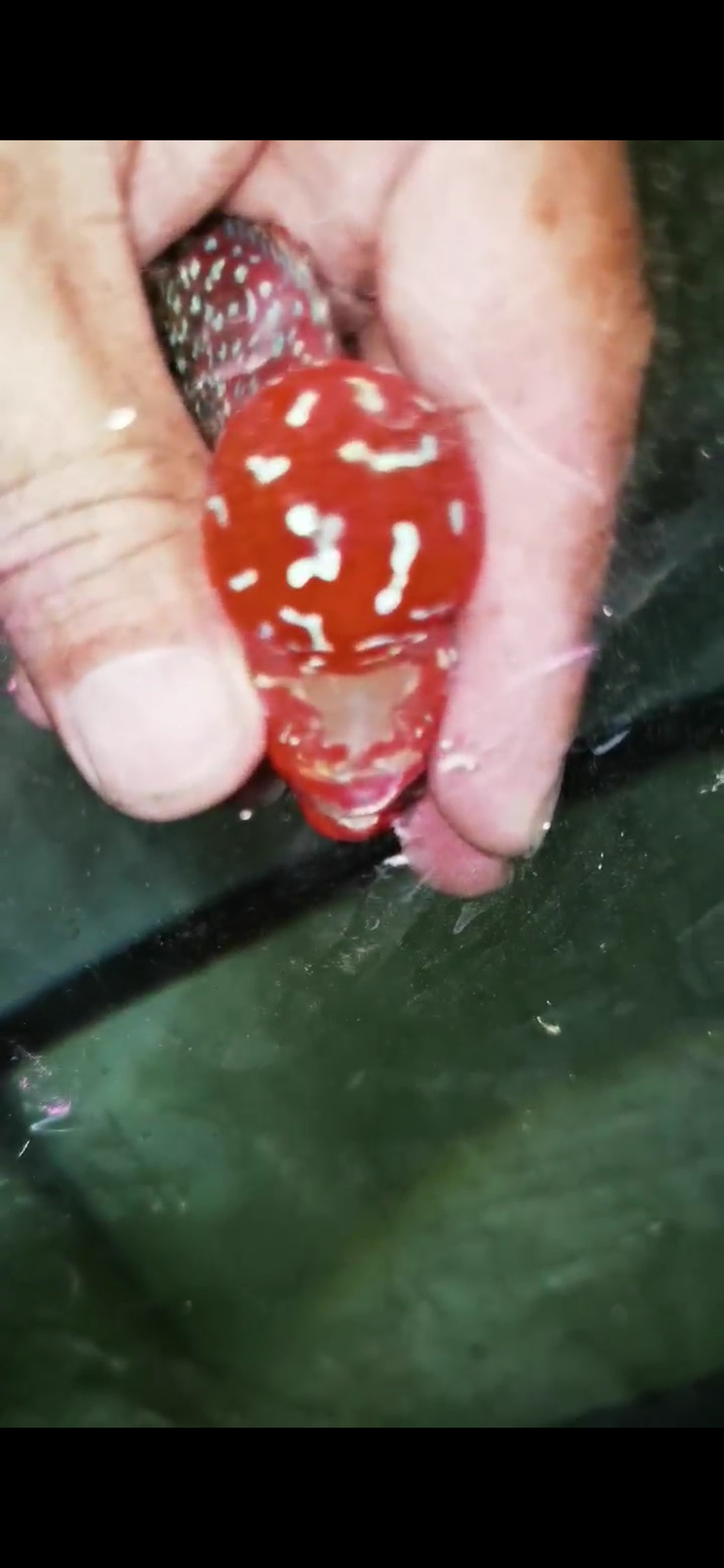 Super Red Dragon Flowerhorn  Grade A ( Male ) - #08