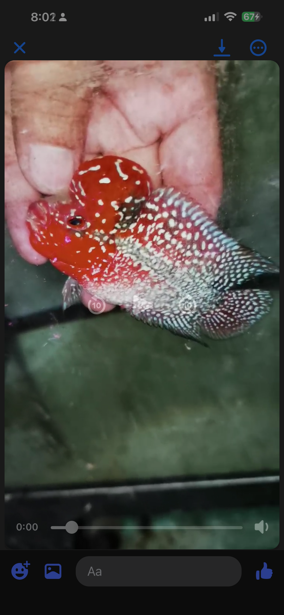 Super Red Dragon Flowerhorn  Grade A ( Male ) - #08