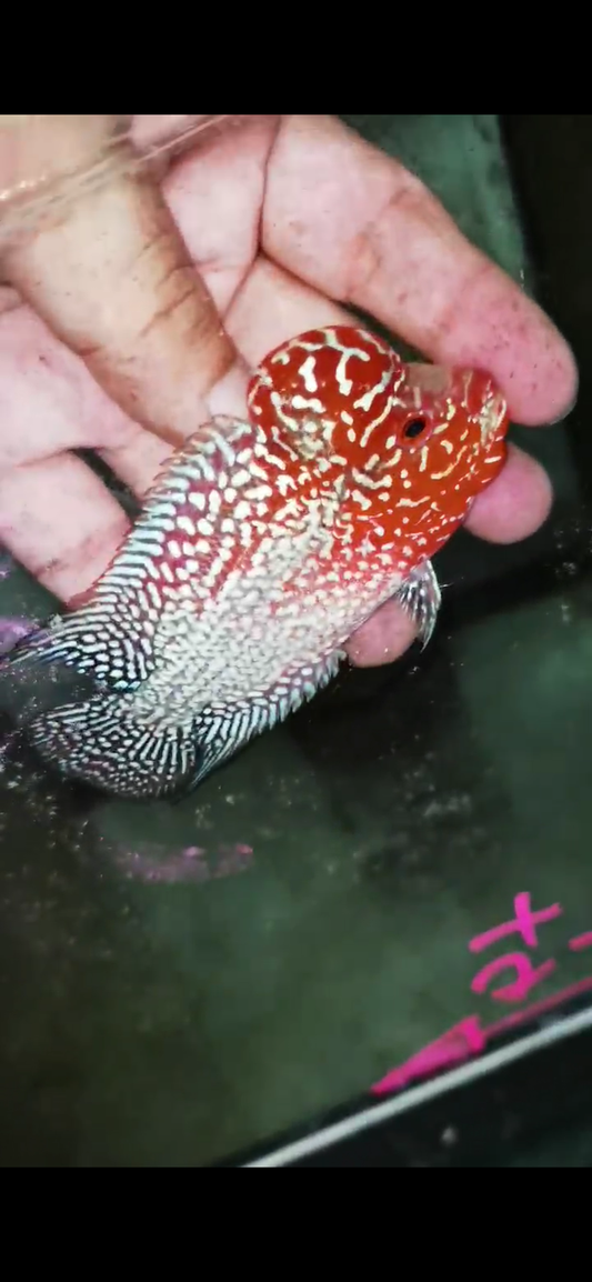 Super Red Dragon Flowerhorn  Grade A ( Male ) - #13