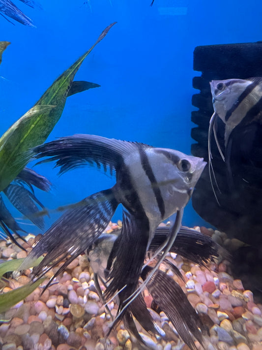 Half Black Angelfish