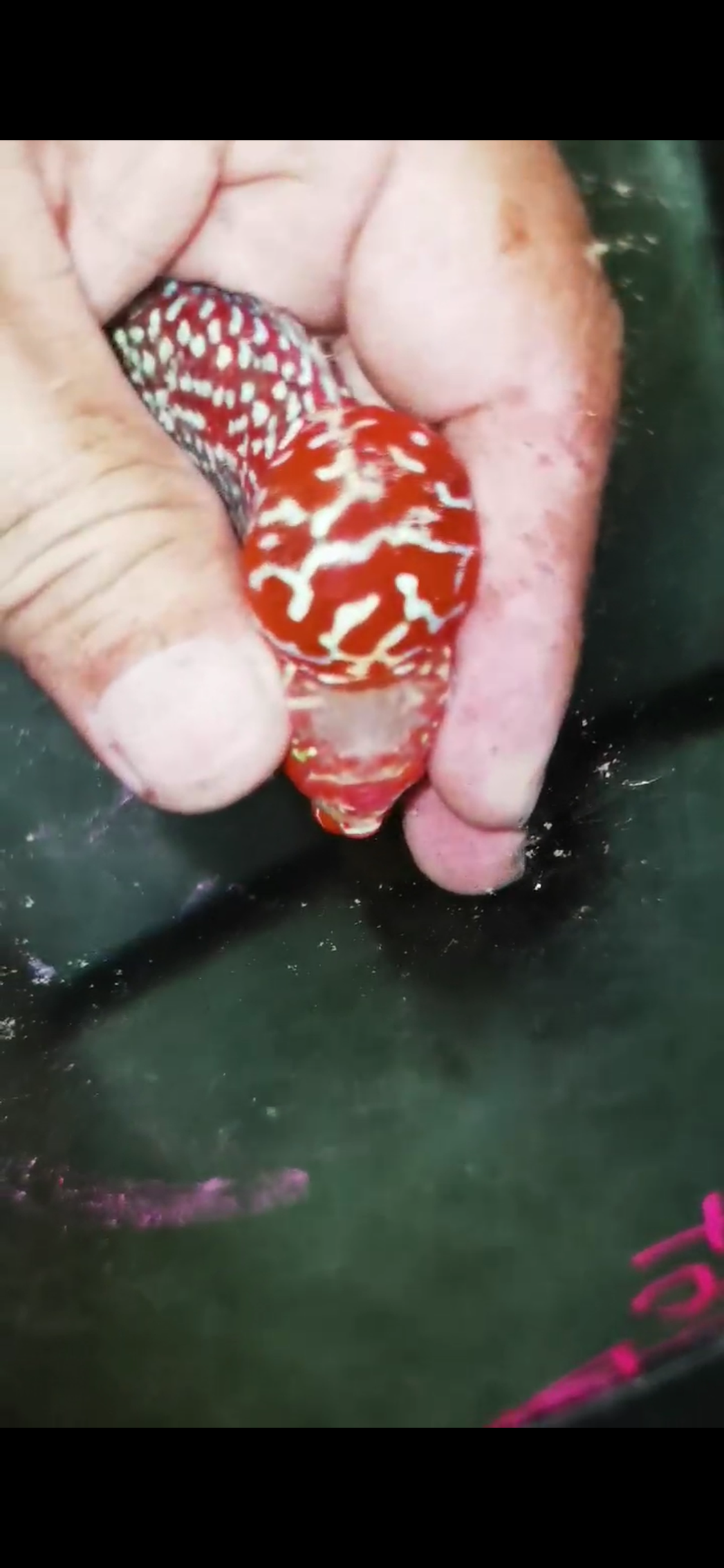 Super Red Dragon Flowerhorn  Grade A ( Male ) - #13