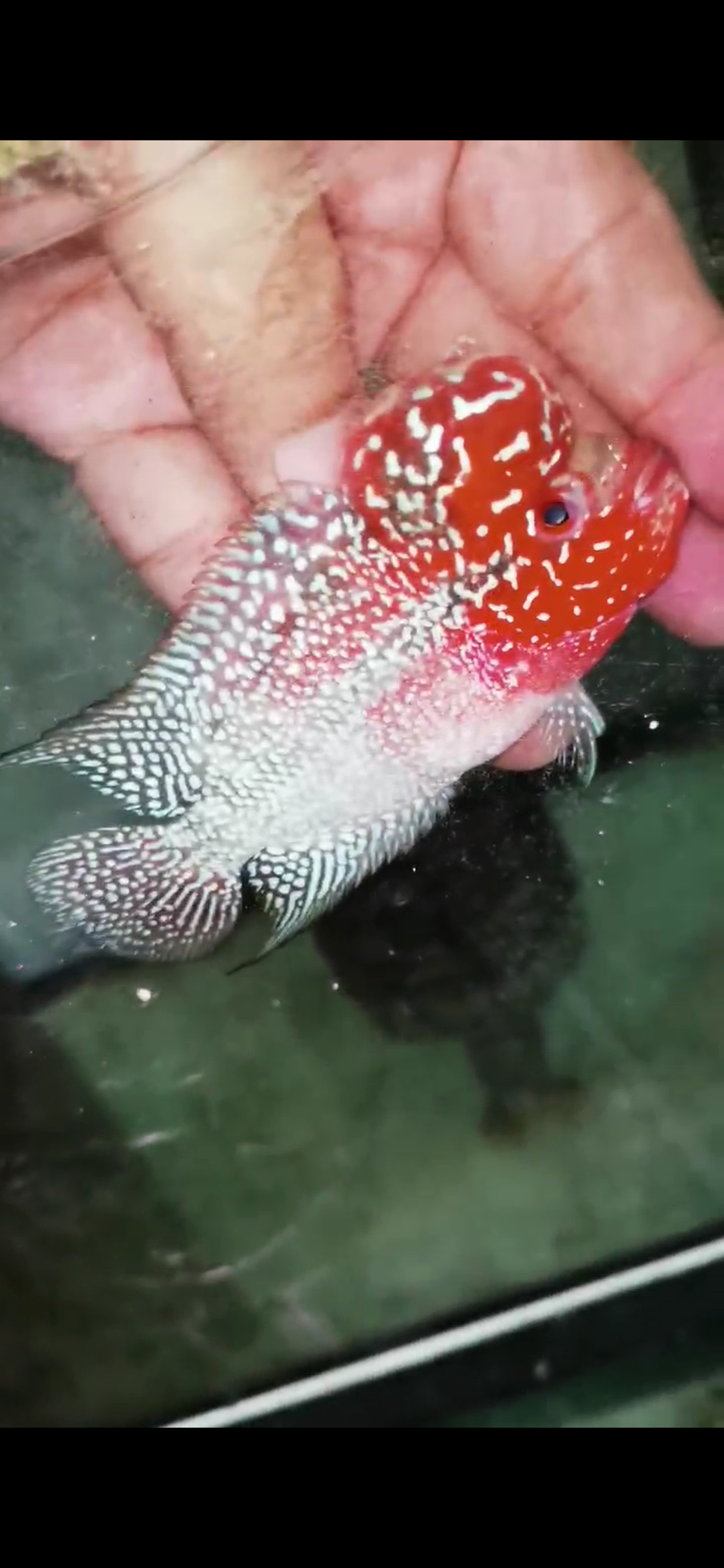 Super Red Dragon Flowerhorn  Grade A ( Male ) - #05