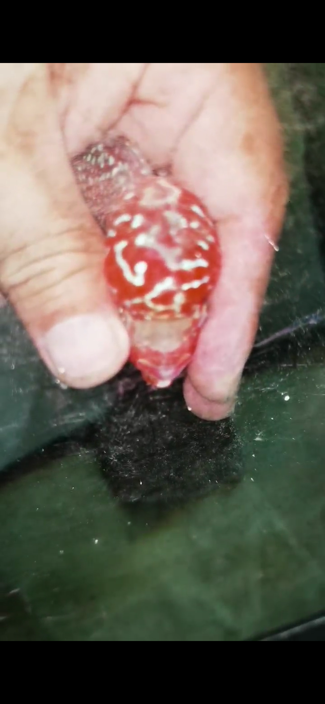 Super Red Dragon Flowerhorn  Grade A ( Male ) - #05