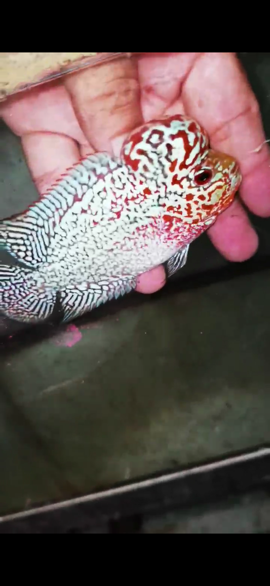 Super Red Dragon Flowerhorn  Grade A ( Male ) - #16