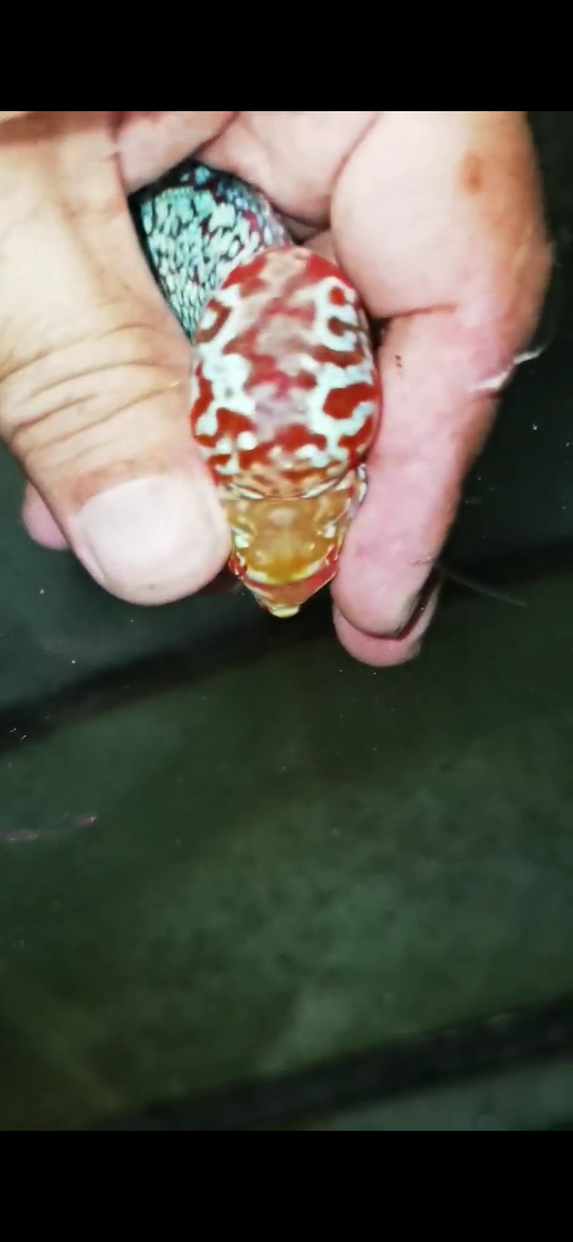 Super Red Dragon Flowerhorn  Grade A ( Male ) - #16