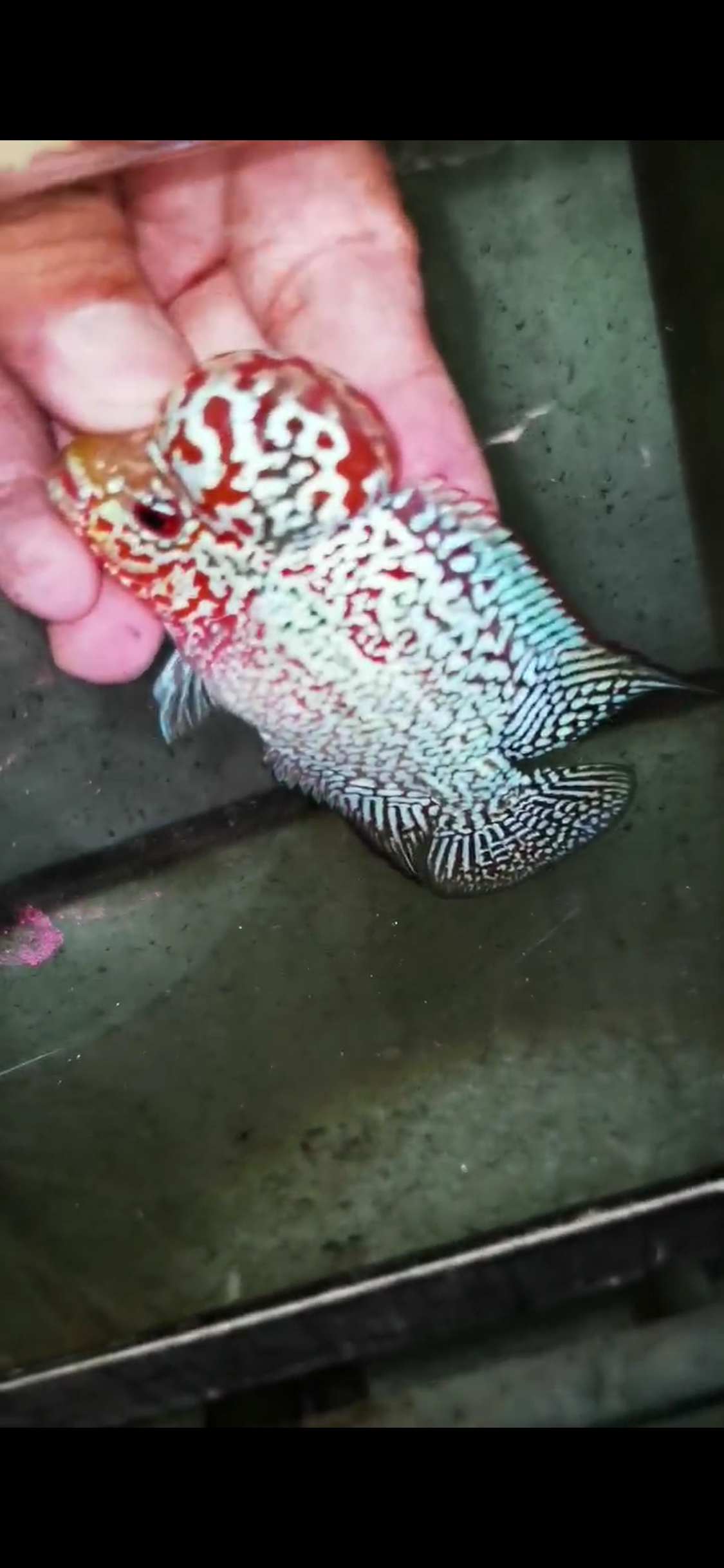 Super Red Dragon Flowerhorn  Grade A ( Male ) - #16