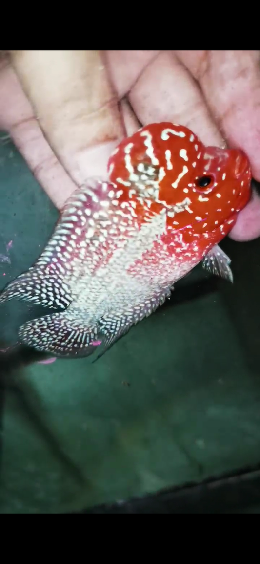 Super Red Dragon Flowerhorn  Grade A ( Male ) - #20