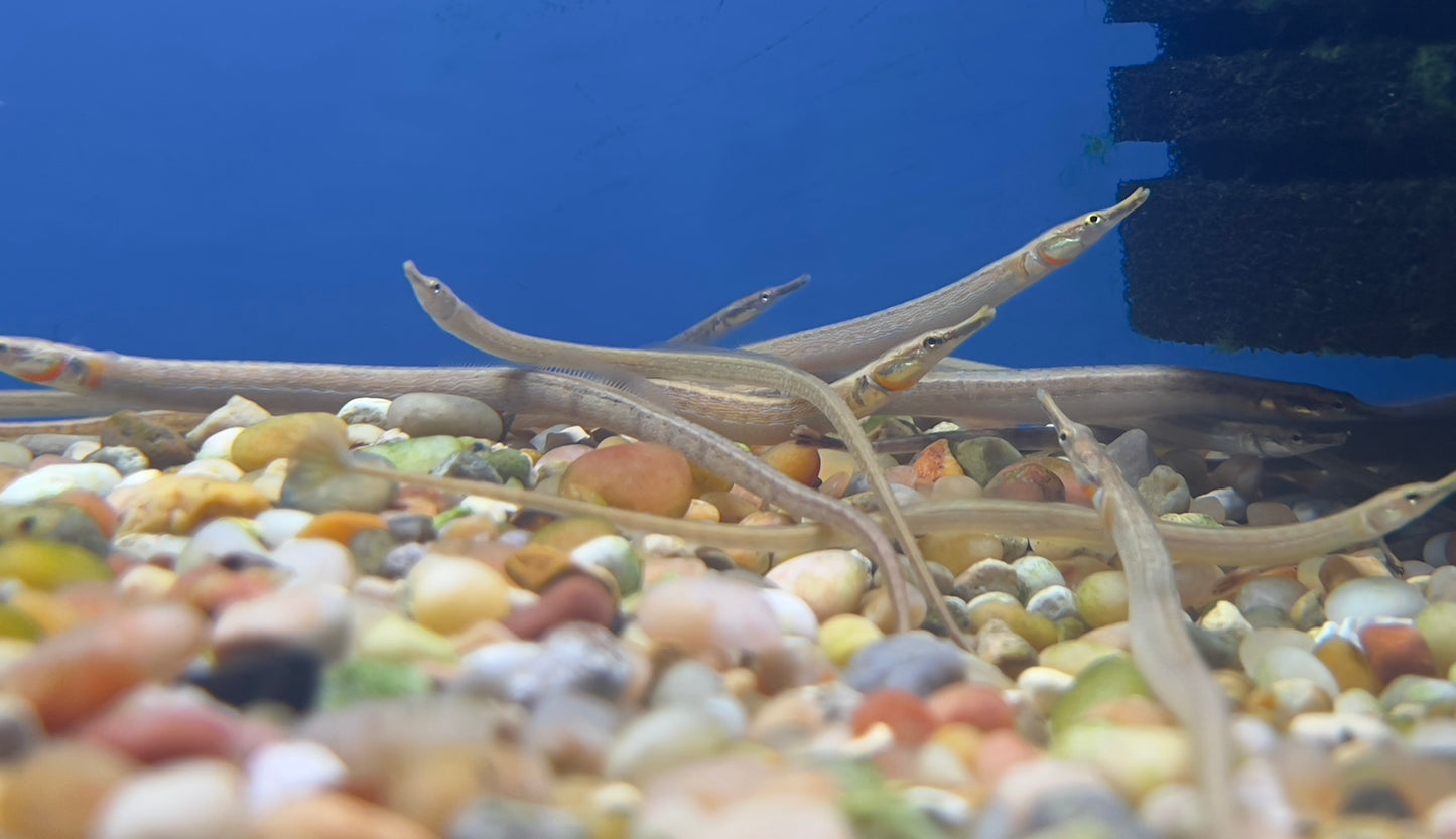 Short-Tailed PipeFish 4"-5"