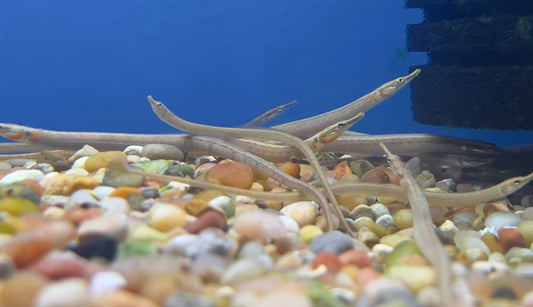 Short-Tailed PipeFish 4"-5"