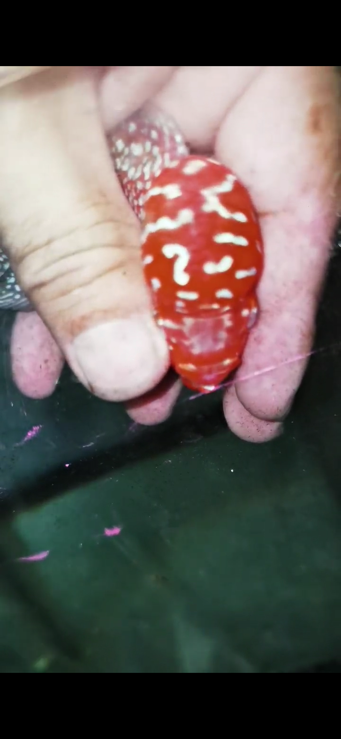 Super Red Dragon Flowerhorn  Grade A ( Male ) - #20