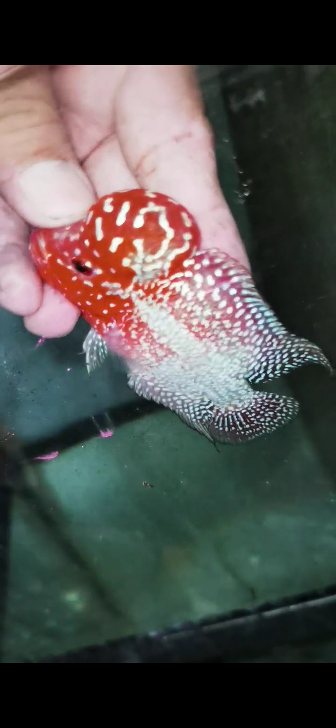 Super Red Dragon Flowerhorn  Grade A ( Male ) - #20