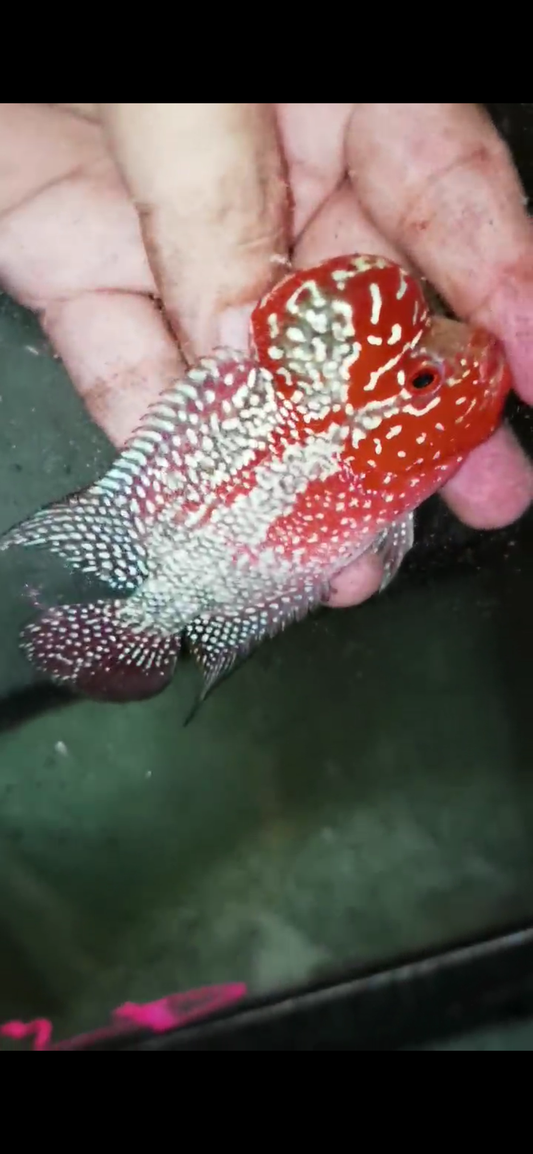 Super Red Dragon Flowerhorn  Grade A ( Male ) - #18
