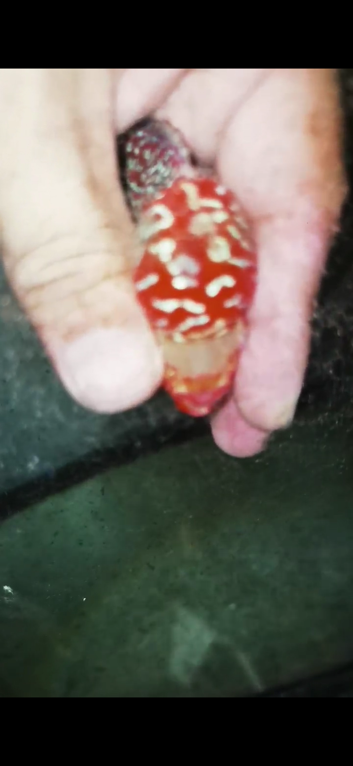 Super Red Dragon Flowerhorn  Grade A ( Male ) - #18