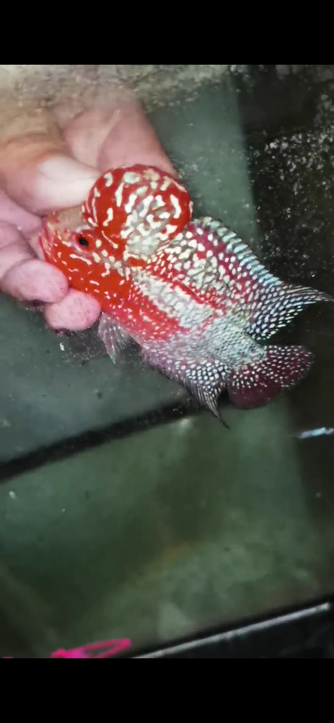 Super Red Dragon Flowerhorn  Grade A ( Male ) - #18