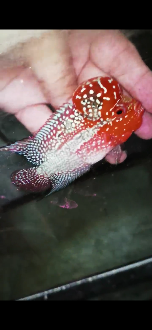 Super Red Dragon Flowerhorn  Grade A ( Male ) - #17
