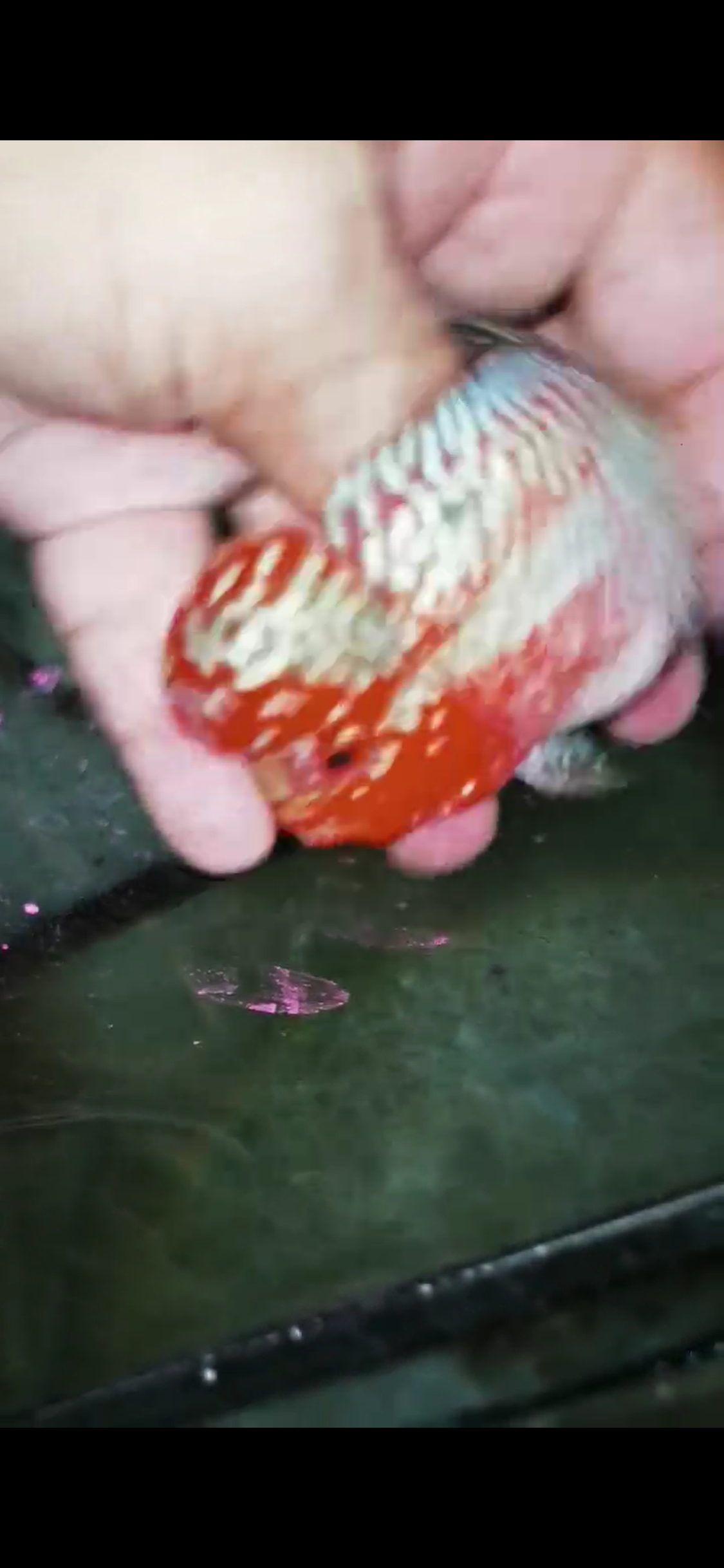 Super Red Dragon Flowerhorn  Grade A ( Male ) - #17