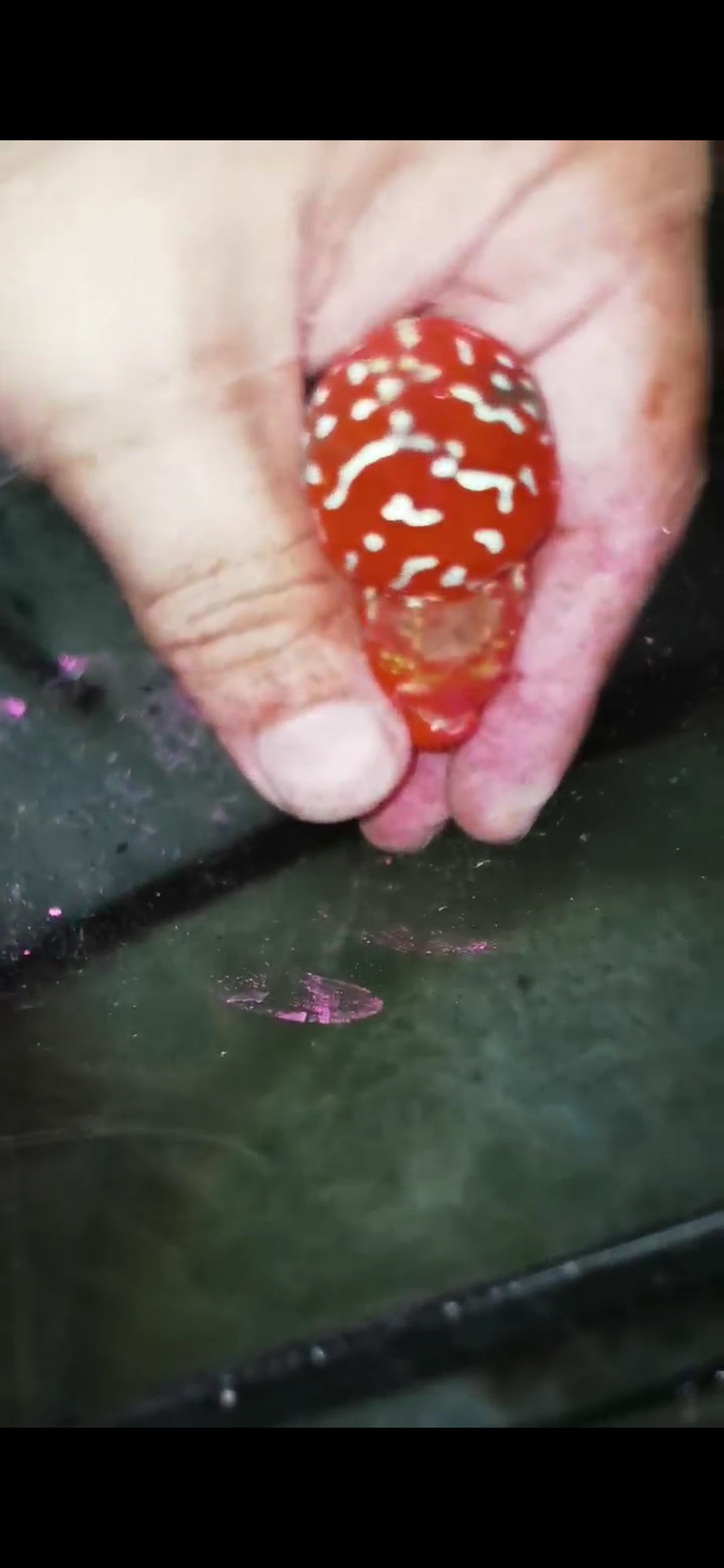 Super Red Dragon Flowerhorn  Grade A ( Male ) - #17