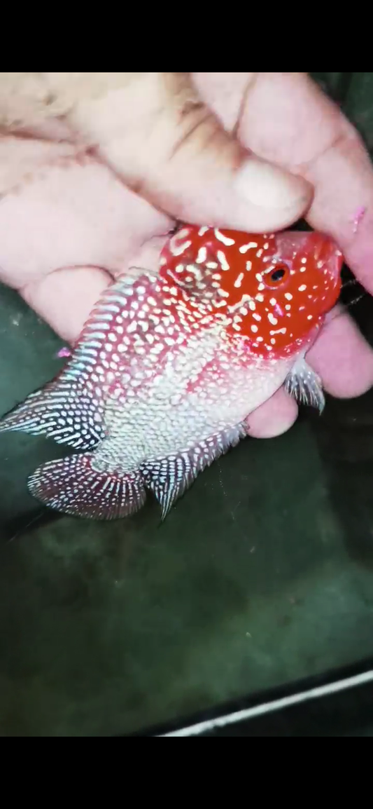 Super Red Dragon Flowerhorn  Grade A ( Male ) - #19