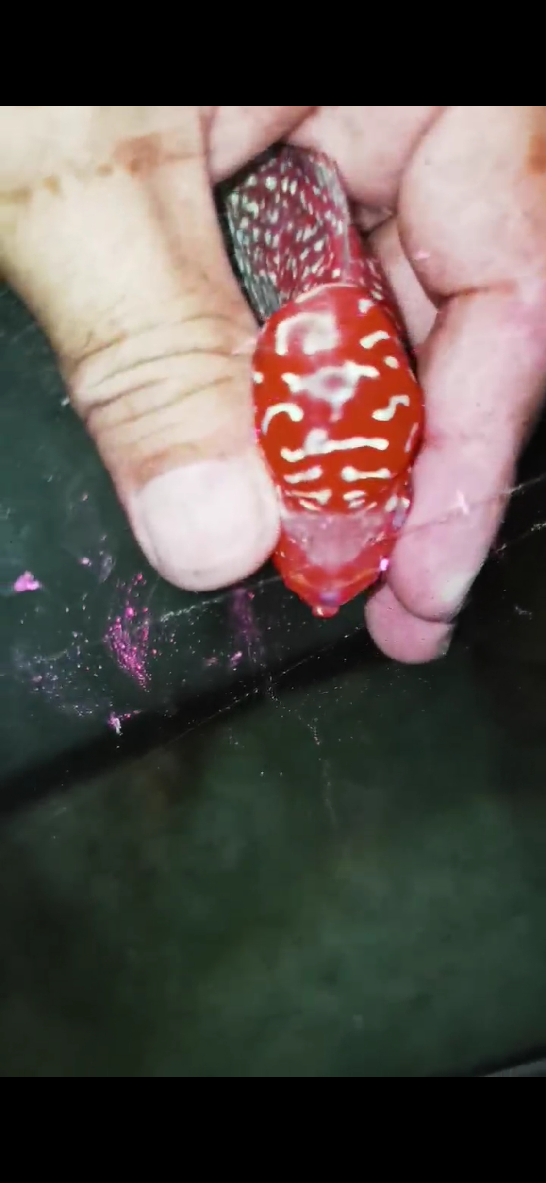 Super Red Dragon Flowerhorn  Grade A ( Male ) - #19